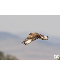 گونه سارگپه کوهی Upland Buzzard